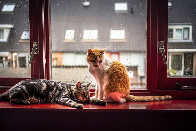 i-photograph-my-cats-in-front-of-the-window-whenever-its-raining-58260ef1e8fe9__880