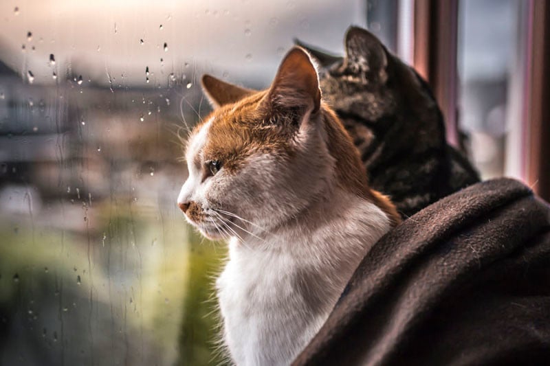 i-photograph-my-cats-in-front-of-the-window-whenever-its-raining-58260f6867c74__880