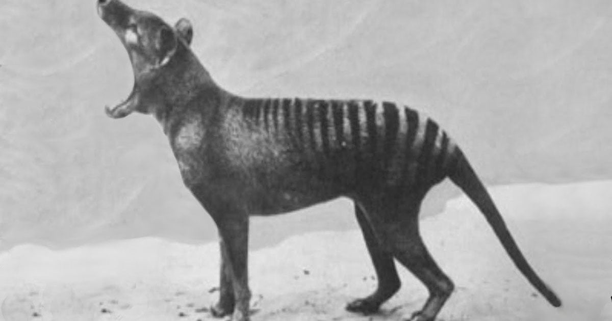 Rare Footage of Animals That Have Gone Extinct | PetaPixel
