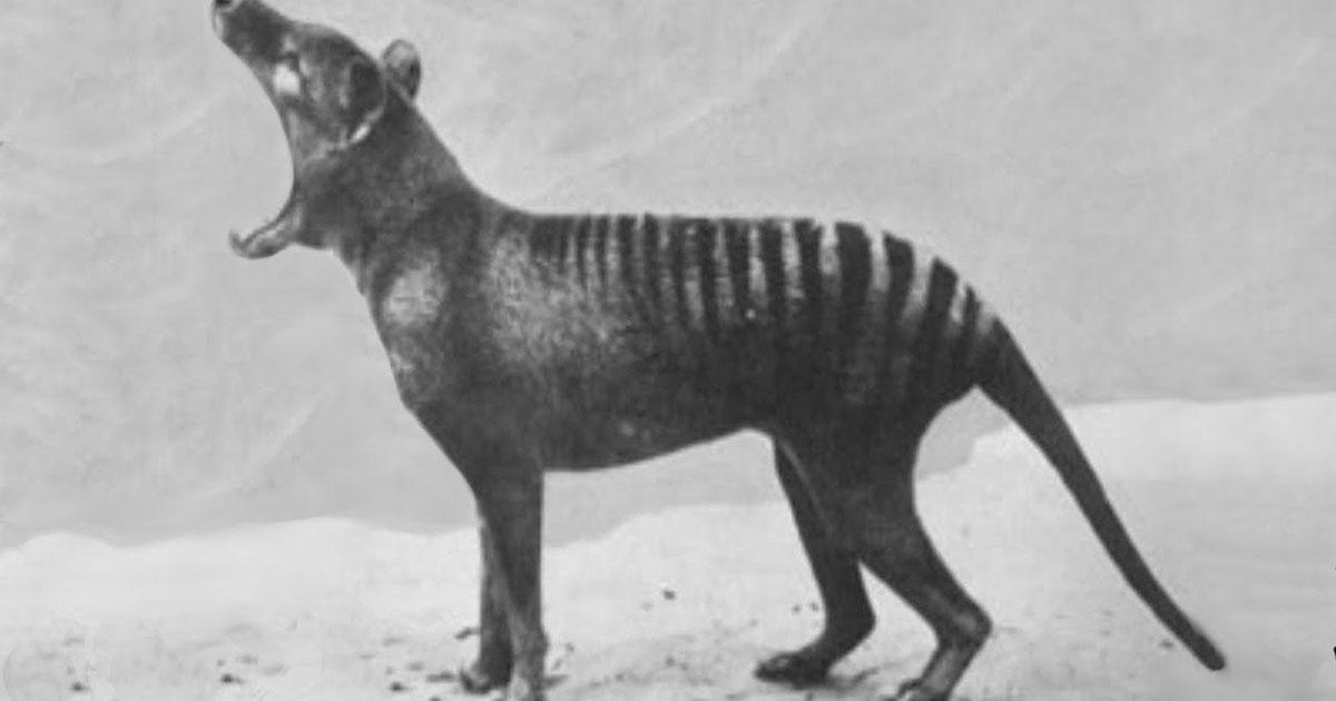 rare-footage-of-animals-that-have-gone-extinct-petapixel