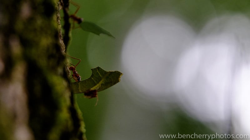 It is possible to get macro photos with wide apertures, these were taken at F4 with the XF50-140mm and X-T1, using ISO 3200(!) because the rainforest undergrowth was so dark (ominous clouds were gathering) and the ants were moving so fast, I needed fast shutter speeds, 1/600, 1/400 to help freeze the motion as I wasn’t using any flash.