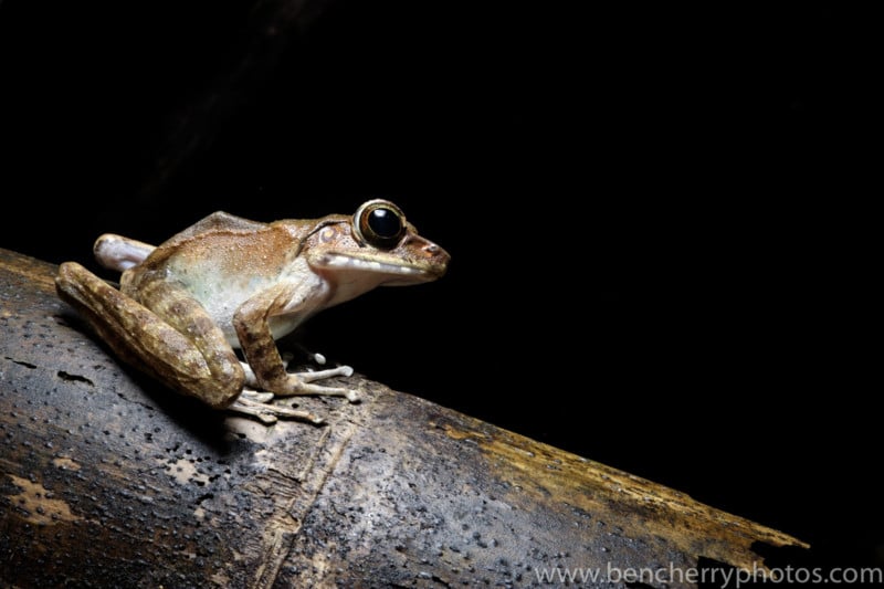 Borneo is how to a remarkable variety of amphibians. The rainforest comes alive at night with the sounds of frogs communicating.