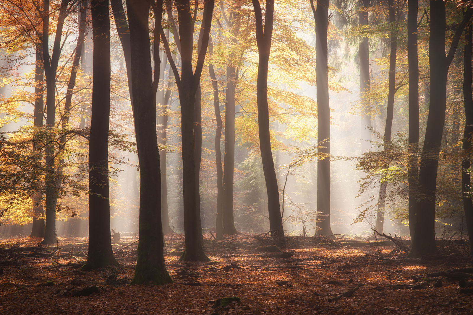 Forest Wonderlands: Photos of Woods in the Netherlands | PetaPixel