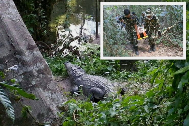 An older photo of the crocodile by Khao Yai National Park. Photo via The Bangkok Post.