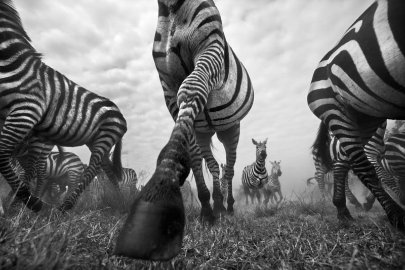 Black And White Photos Of The Wildlife In The Mara In Kenya