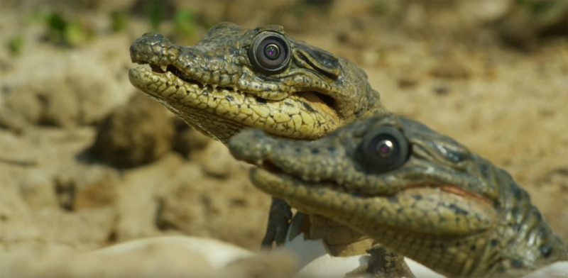 BBC Uses Creepy Animal Spy Cameras to Get Close-Up Shots of Wildlife |  PetaPixel