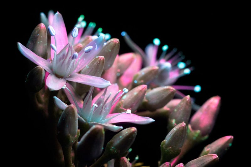 Pictures: Flowers Glow Under UV-Induced Visible Fluorescence