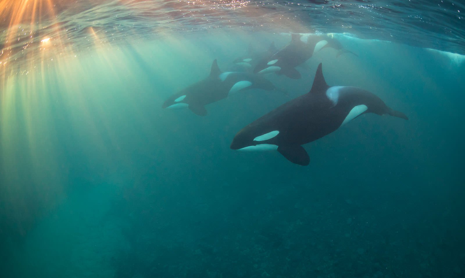 The Winning Photos Of Underwater Photographer Of The Year 2017 