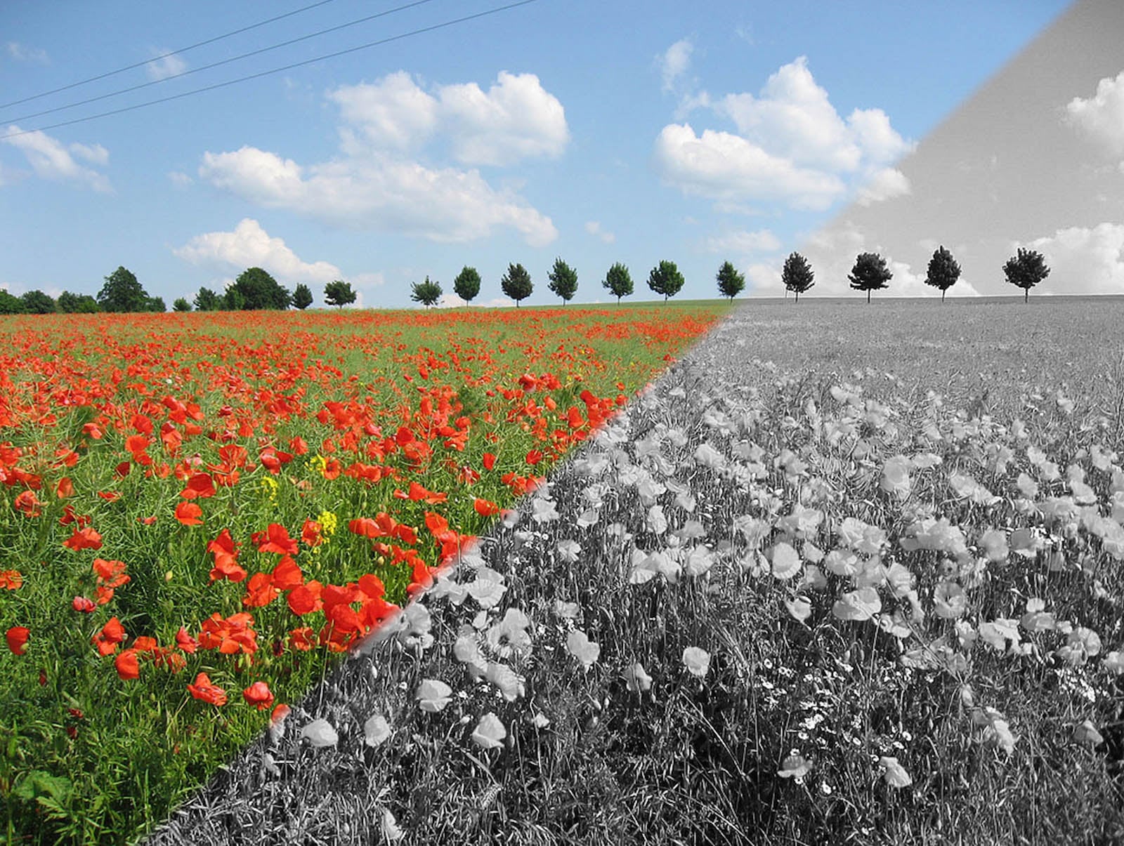How Color Filters Affect B&W Photos | PetaPixel