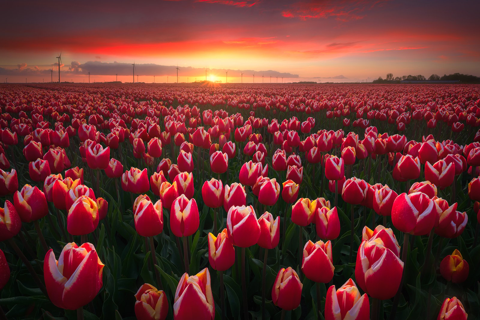 Where and How to Shoot Tulips in The Netherlands | PetaPixel