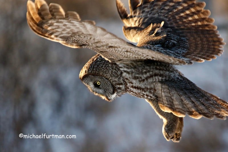 The Foul Practice Of Wild Owl Baiting By 'wildlife Photographers 