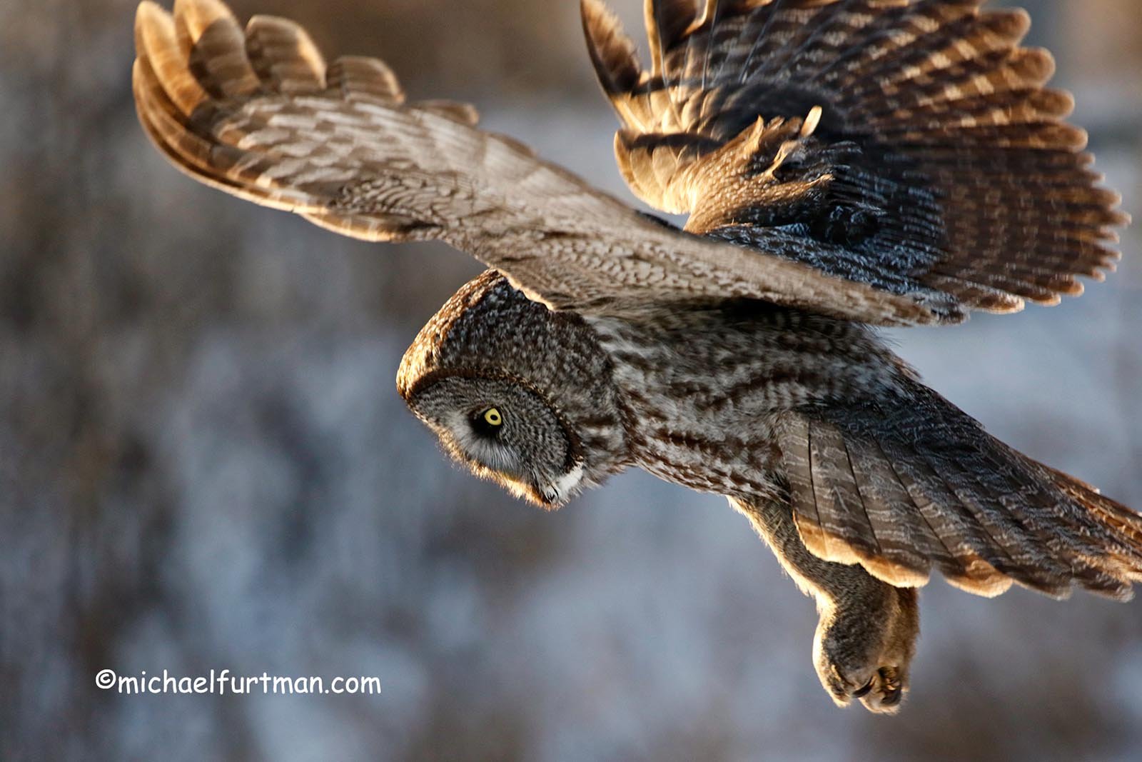 The Foul Practice of Wild Owl Baiting by 'Wildlife Photographers
