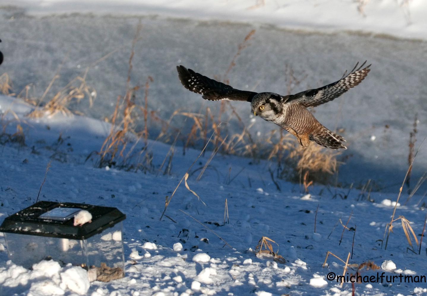 Why Baiting Owls Is Not the Same as Feeding Backyard Birds