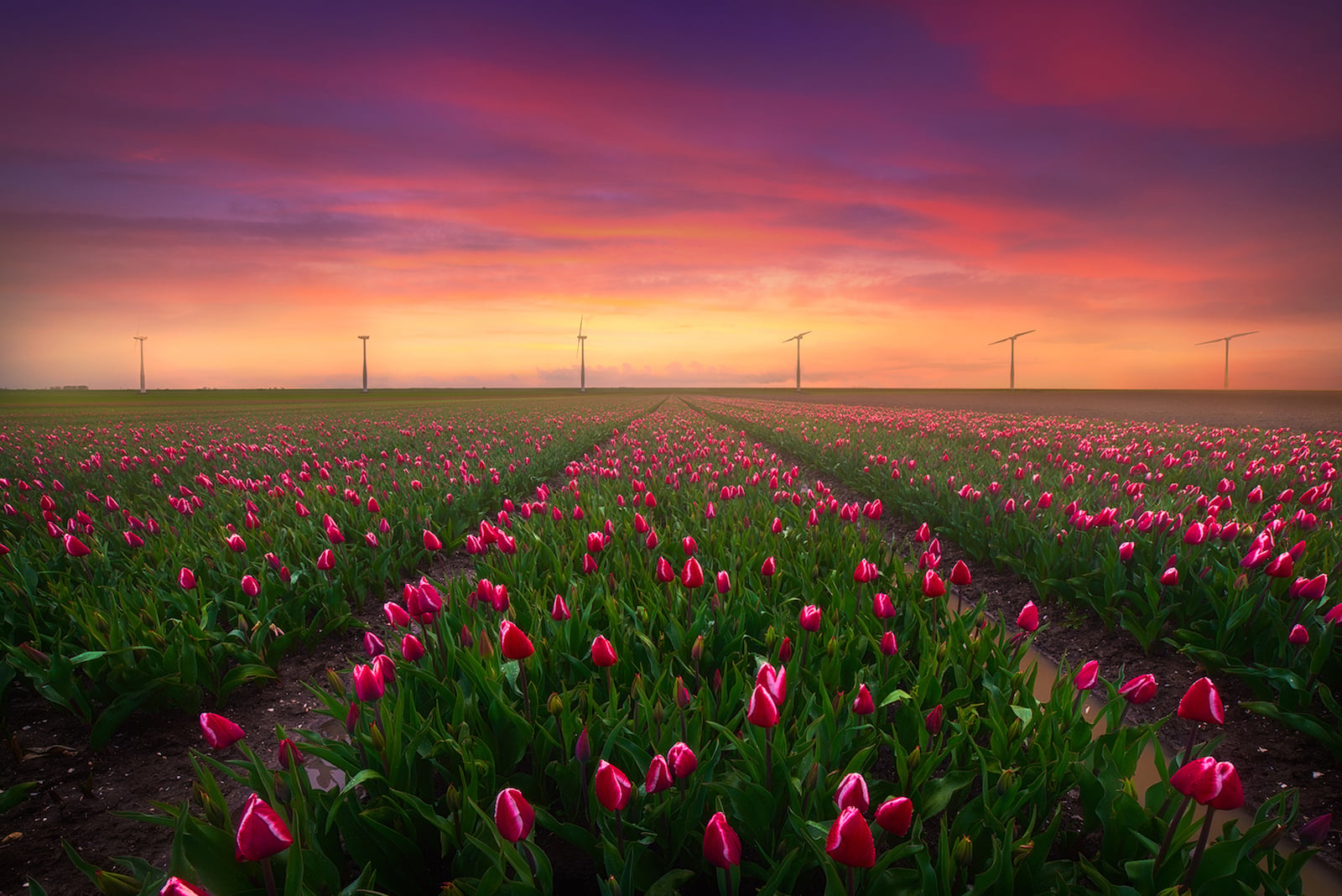 Where And How To Shoot Tulips In The Netherlands