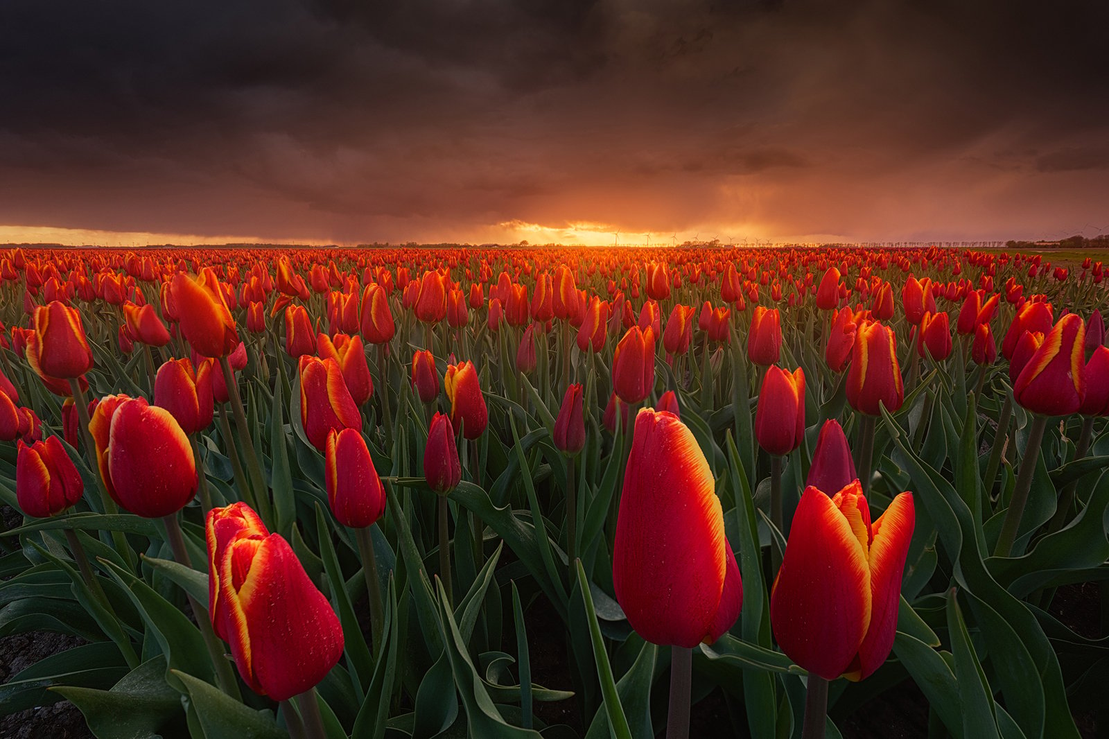 Flower field etiquette - Tulips in Holland