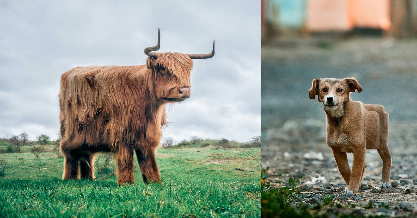 Minecraft in Real Life: Retoucher Turns Real Animals Into Cubic