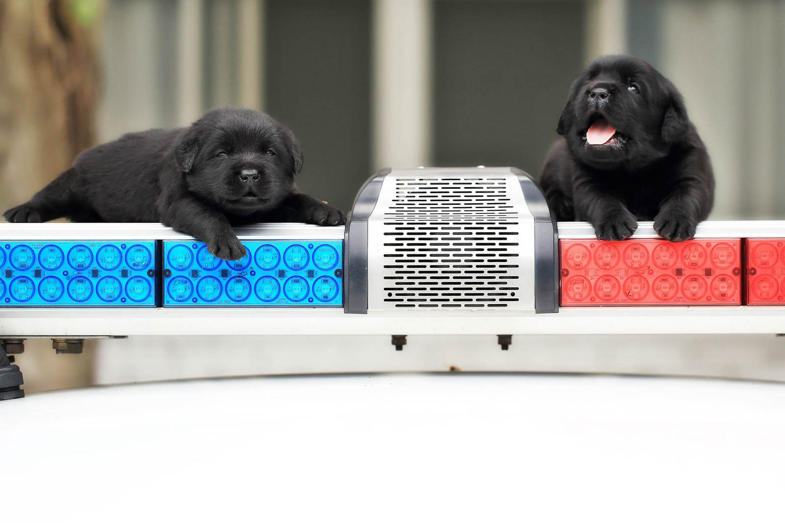 Stop in the Name of the Paw! New K-9 Recruits Pose for Adorable Photos ...