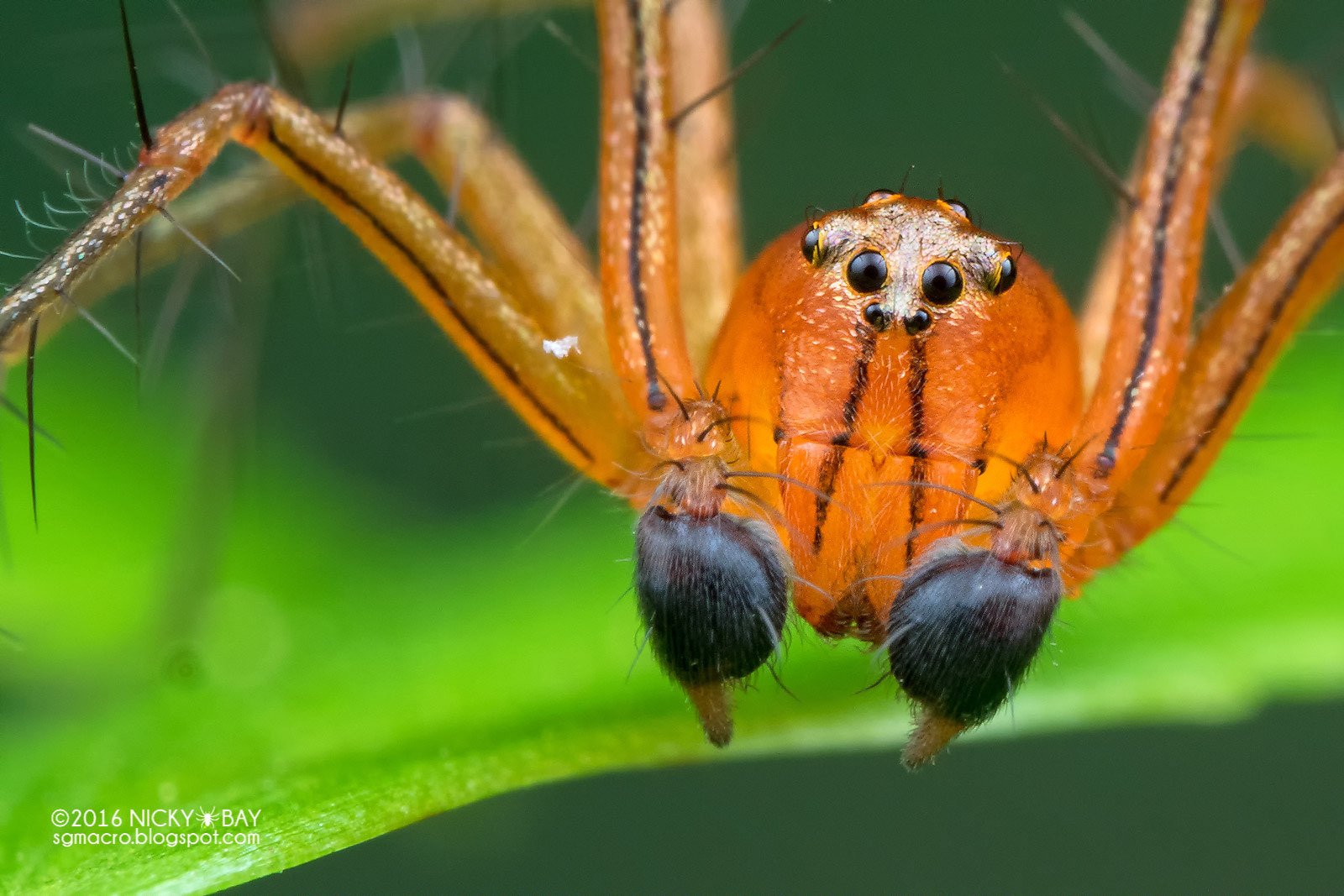 A Review Of The Olympus STF-8 Macro Twin Flash | PetaPixel