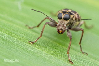 A Review Of The Olympus STF-8 Macro Twin Flash | PetaPixel