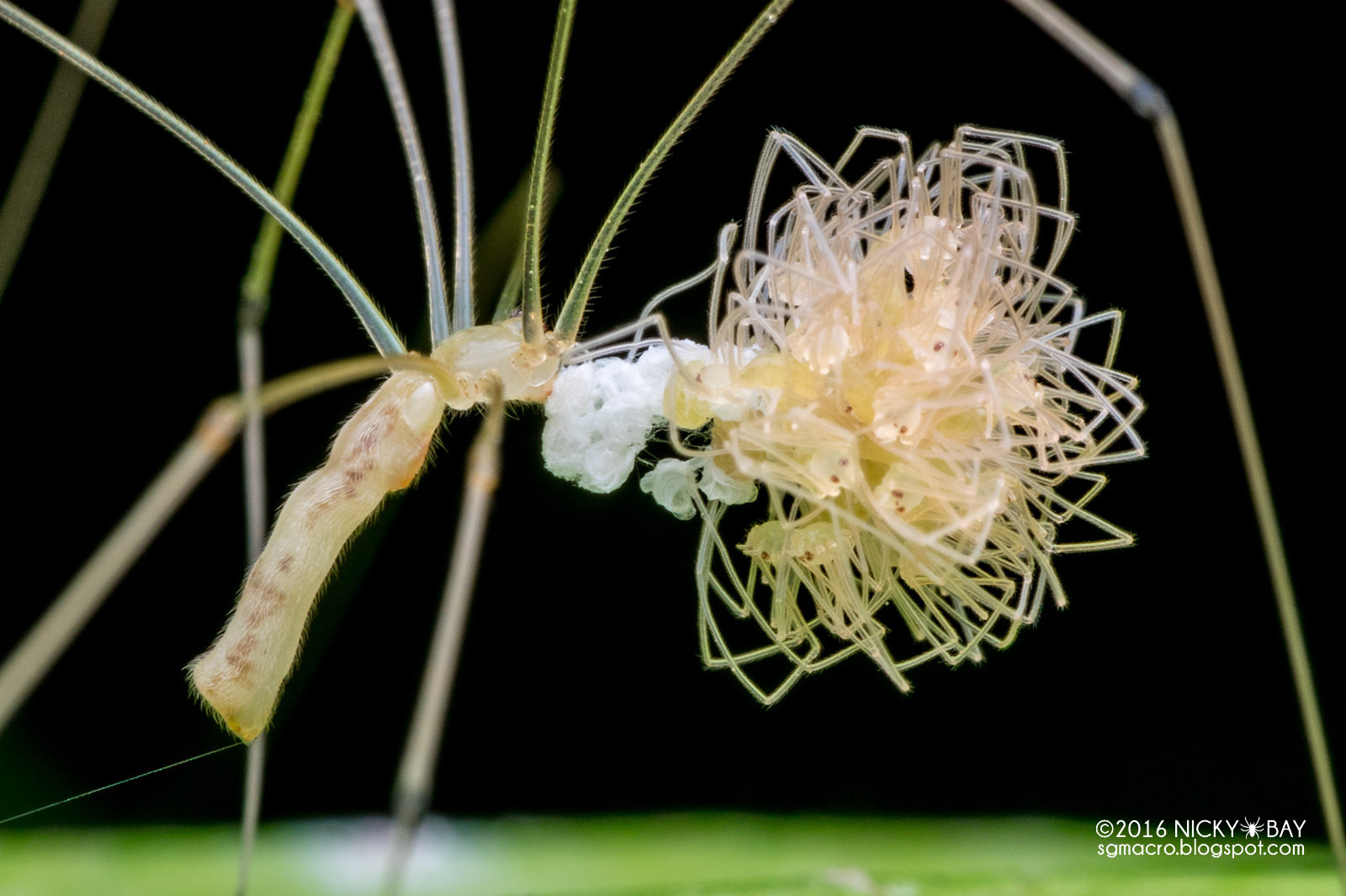 A Review Of The Olympus STF-8 Macro Twin Flash | PetaPixel