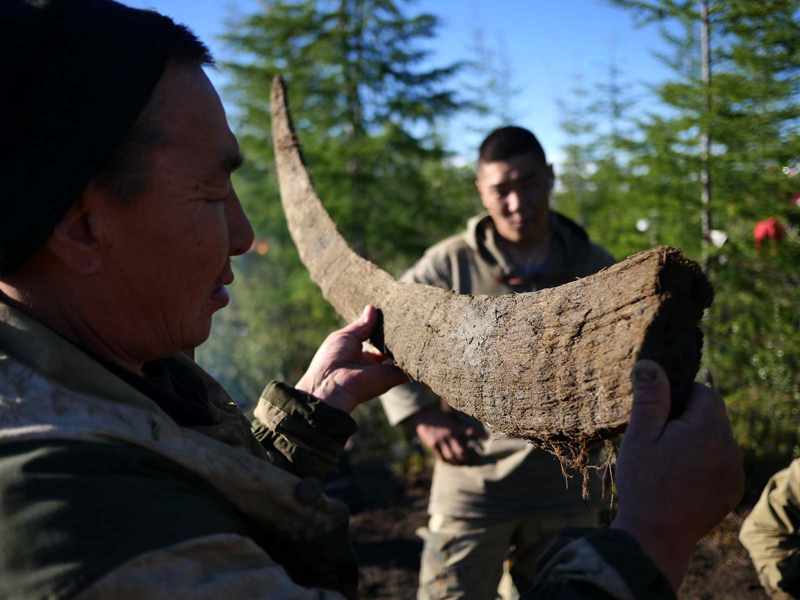 Ysolda mammoth tusk