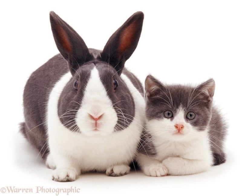 Pet brother. Кроликошка. Кот и кролик. Одинаковые животные. Кролик и кошка.