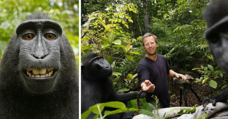 Photographer 'sued by MONKEY' after beast takes selfie with his camera