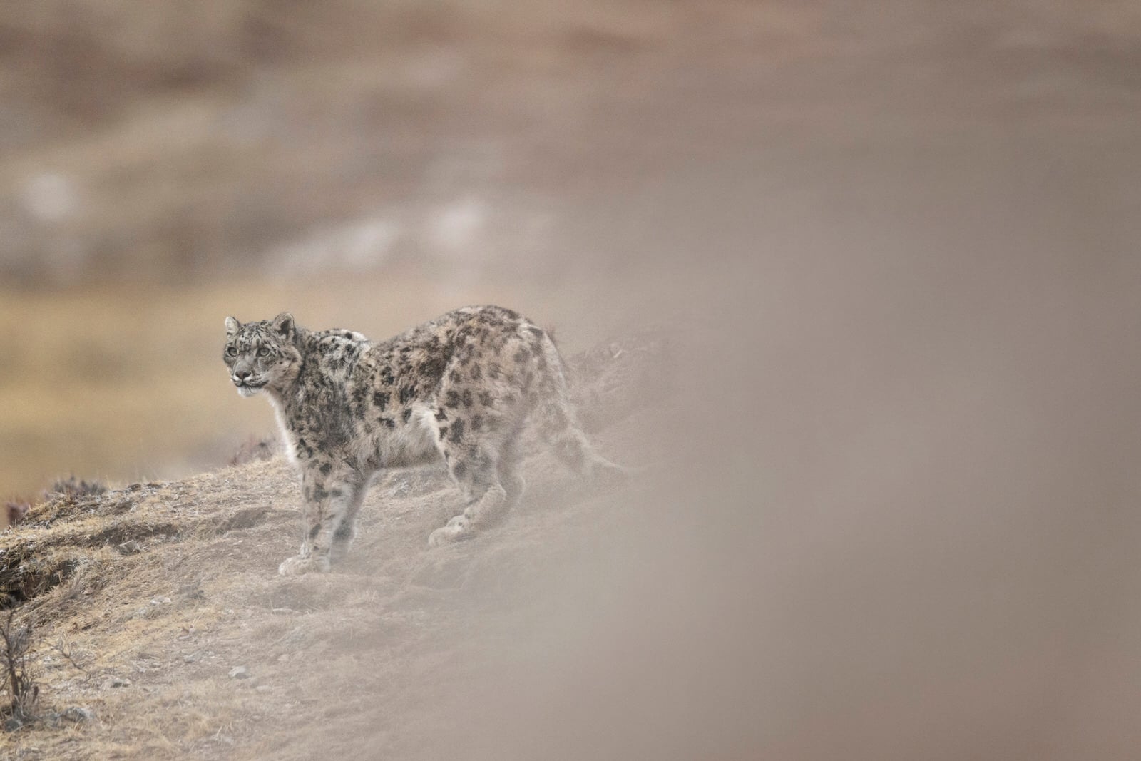 What It Takes to Photograph the Ultra-Rare Snow Leopard | PetaPixel