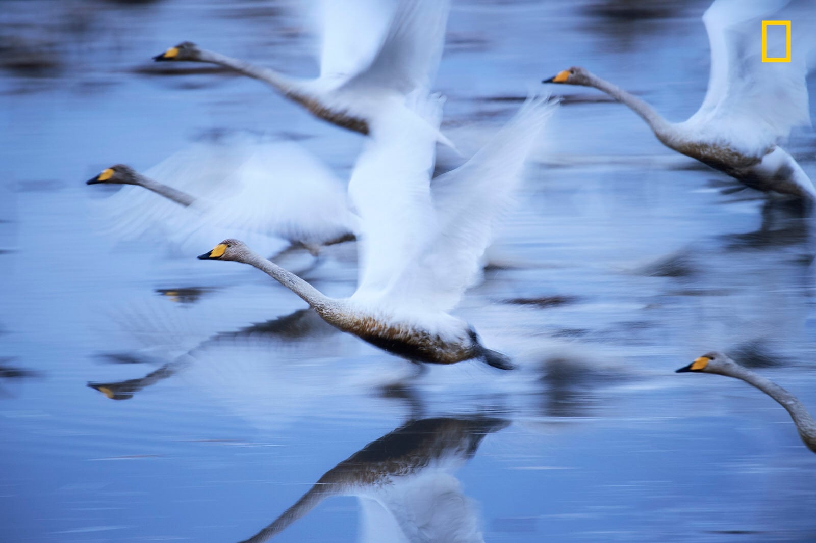 Yourshot_TPOY_Nature_2nd_Kano.jpg