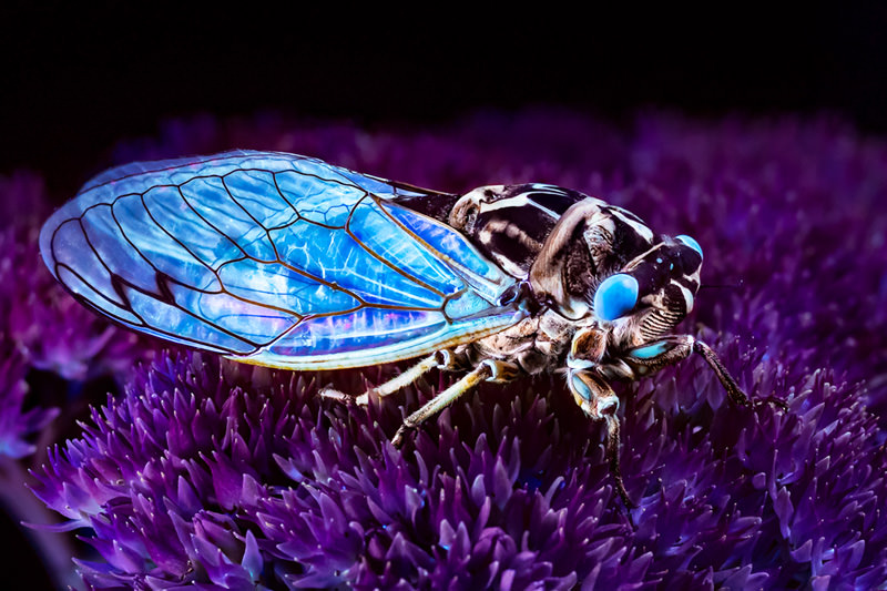 Using Ultraviolet Light to Make Nature Fluoresce in Photos | PetaPixel