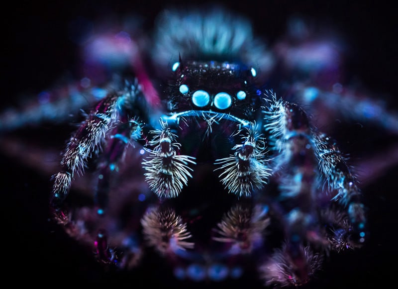 Using Ultraviolet Light to Make Nature Fluoresce in Photos