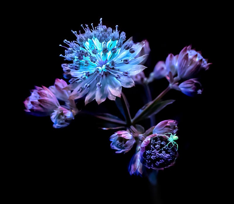 Here's why you need a pure light source for UV fluorescence photography