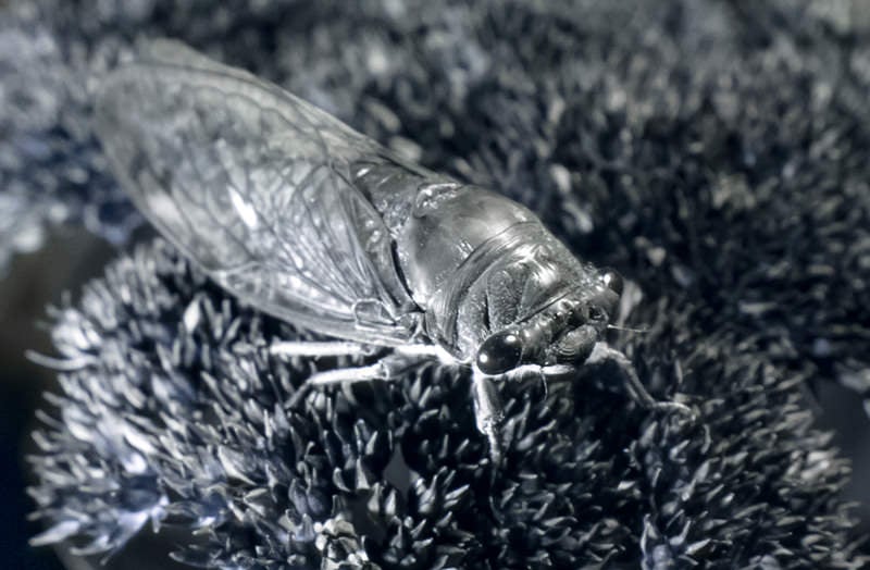 Using Ultraviolet Light to Make Nature Fluoresce in Photos | PetaPixel