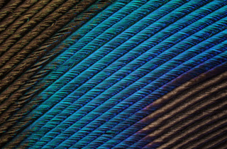 I Shot Macro Photos That Capture the Beauty of Peacock Feathers | PetaPixel