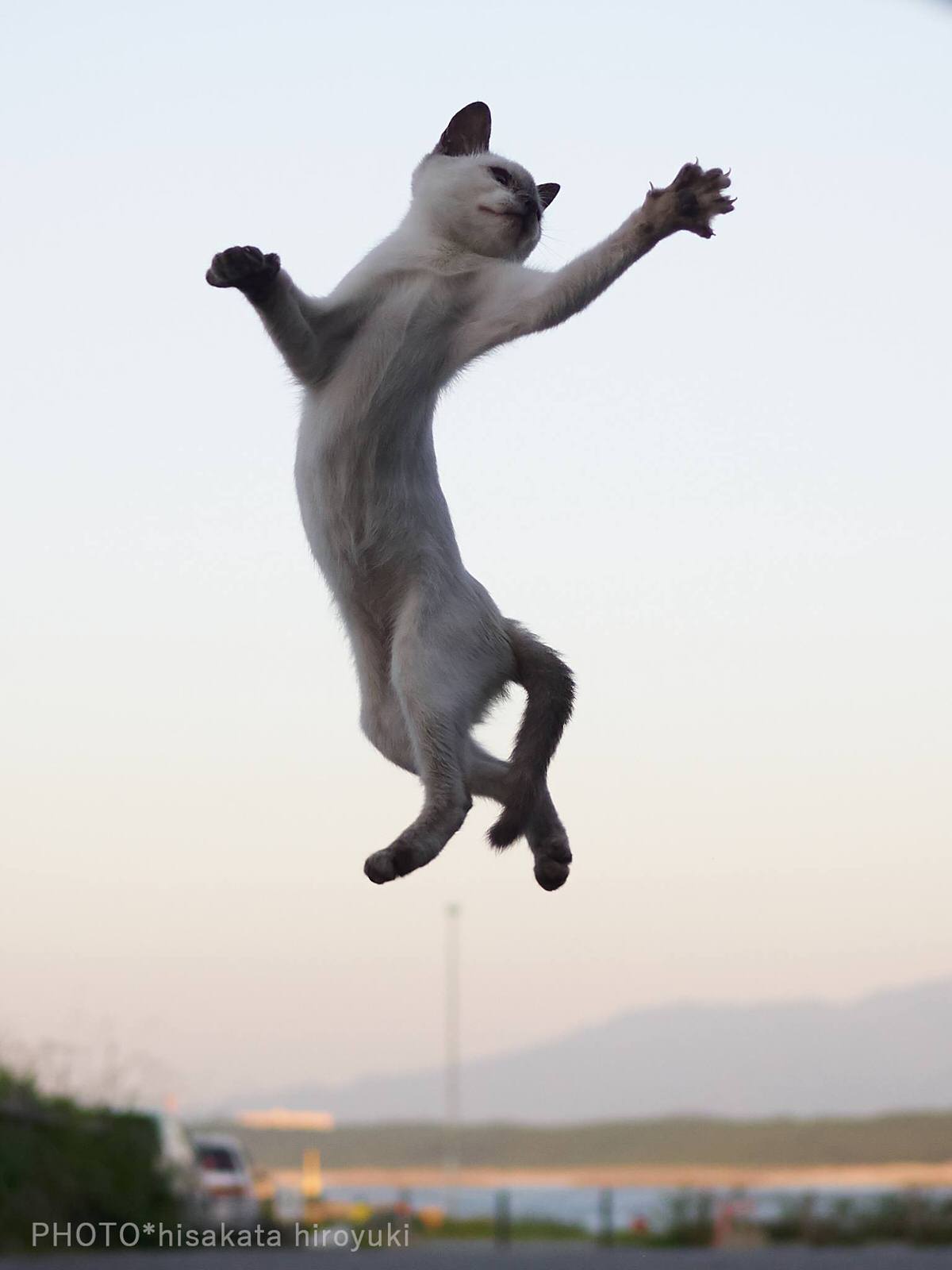 Прыгай пляши. Кошка в прыжке. Танцующий кот. Кошка танцует.