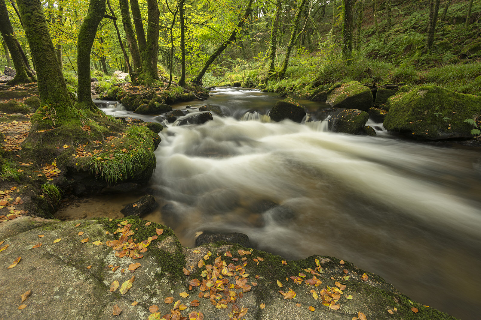 How to Shoot Trees, Mushrooms, and Rivers in Woodlands | PetaPixel