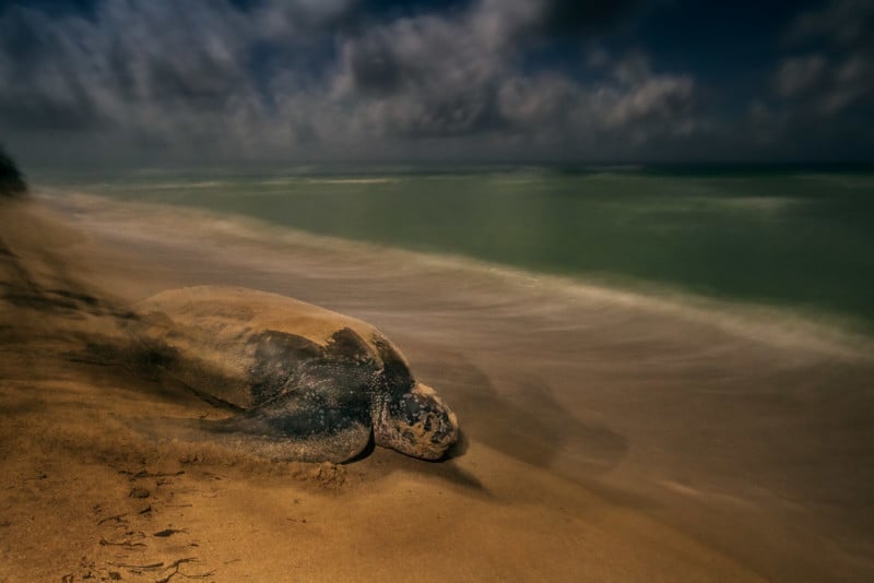 Wildlife Photographer of the Year winners 2017