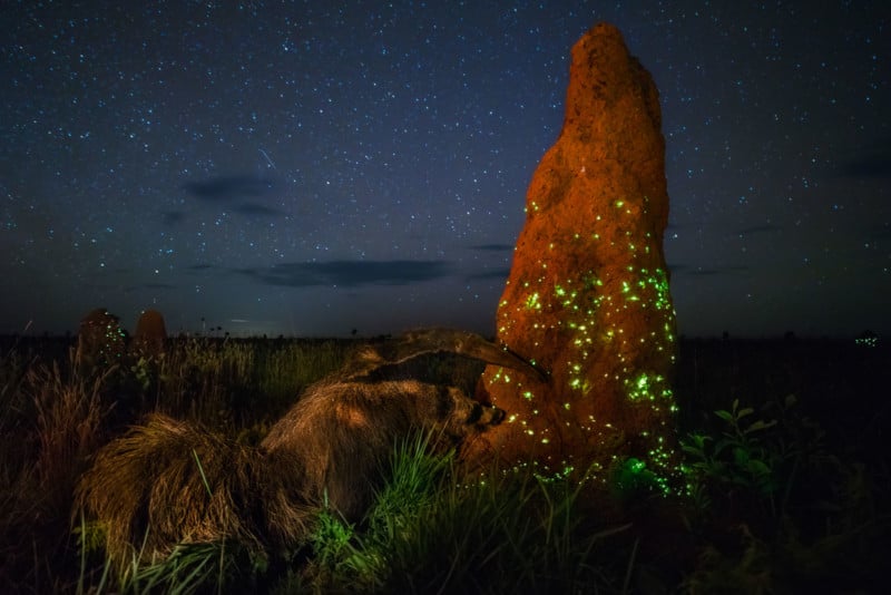 wildlife photographer of the year winners 2017