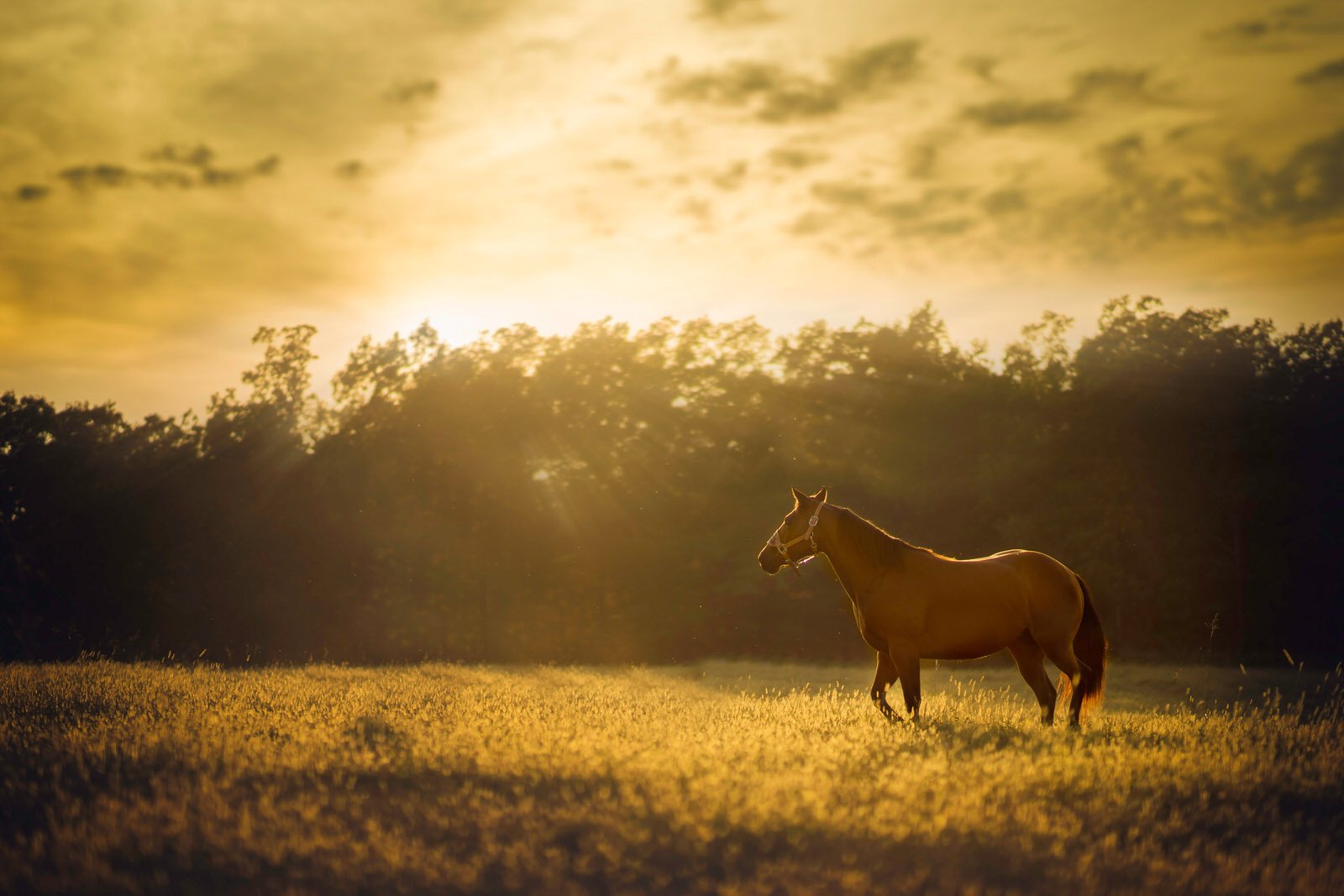 When a Portrait Photographer is Asked to Photograph a Horse... | PetaPixel