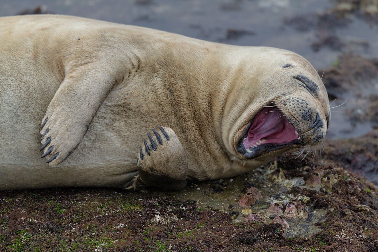 20 Top Photos from the 2017 Comedy Wildlife Photography Awards | PetaPixel