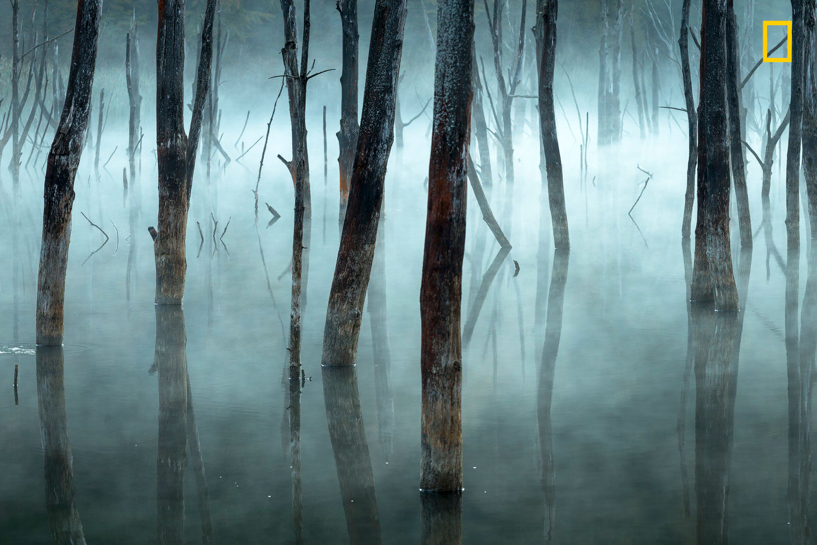 The Winning Photos of Nat Geo Nature Photographer of the Year 2017 ...