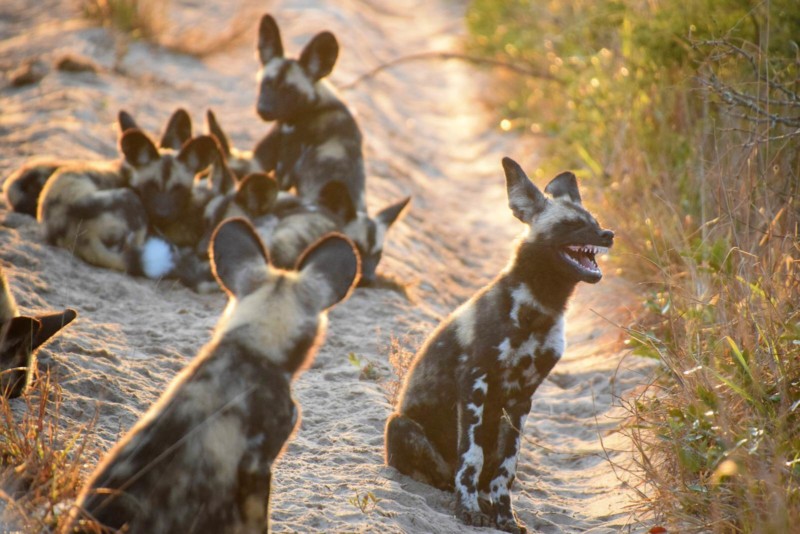 Wild and Crazy Photos from the Comedy Wildlife Photography Awards