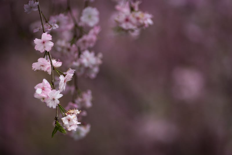 Where to Shoot Cherry Blossoms in Japan: A Practical Photo Guide ...