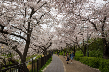 Where to Shoot Cherry Blossoms in Japan: A Practical Photo Guide