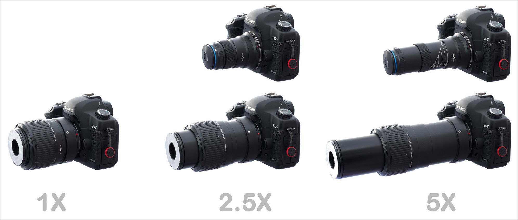 The Laowa 25mm f/2.8 2.5-5X Ultra-Macro: A $399 Full-Frame 5:1 Lens