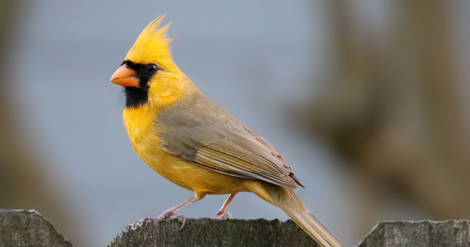 Rare bird: 'Half-male, half-female' cardinal snapped in