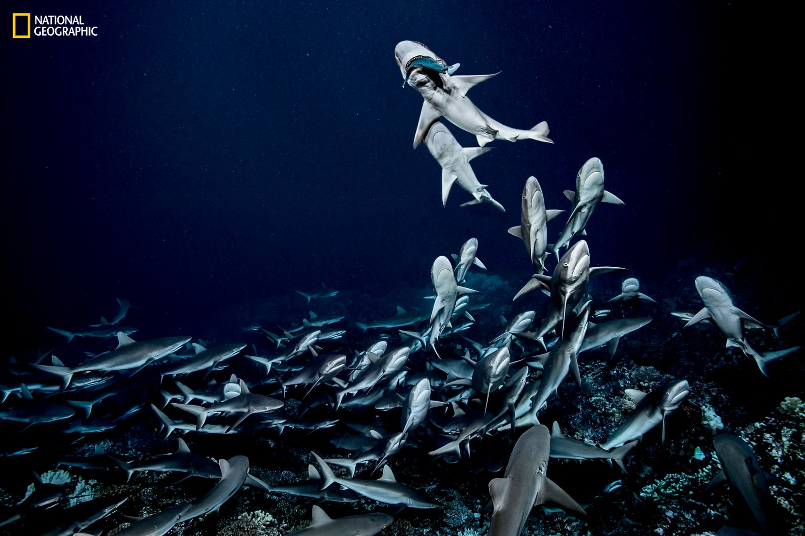 Rare Photos of a Shark Feeding Frenzy | PetaPixel