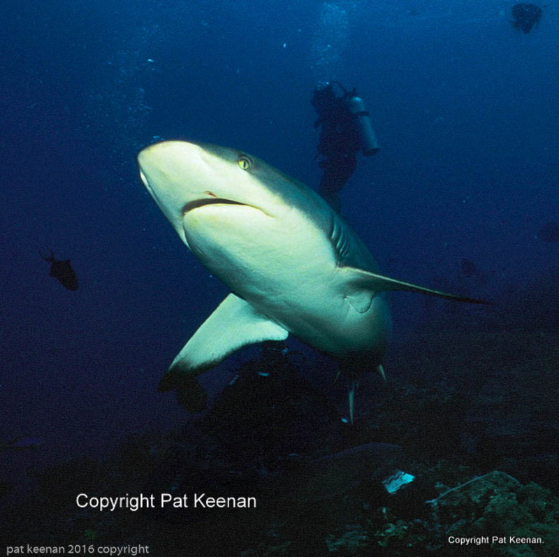 Kodak Ektachrome Will Go Underwater Again in 2018 | PetaPixel