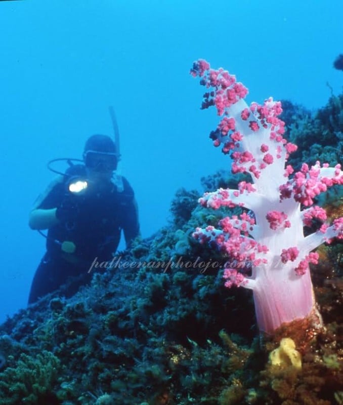 フィルム　エクタクローム　アンダーウォーター Kodak Ektachrome Will Go Underwater Again in 2018 | PetaPixel