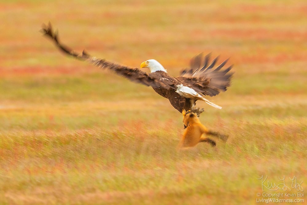 Photographer Captures Eagle and Fox Fighting Over Rabbit in Midair ...